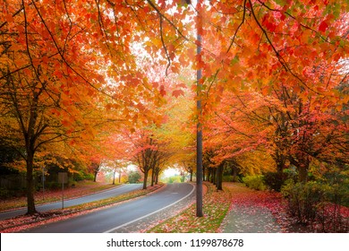 Maple trees canopy lined curvy winding street with fall foliage during autumn season in Oregon