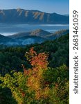 Maple trees catch the direct early morning sun in front of shaded valleys, Great Smoky Mountains National Park, Tennessee