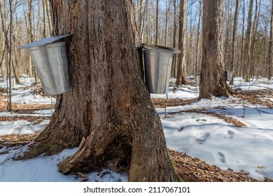 Maple Trees Collecting Sap Produce Maple Stock Photo 2117067101 