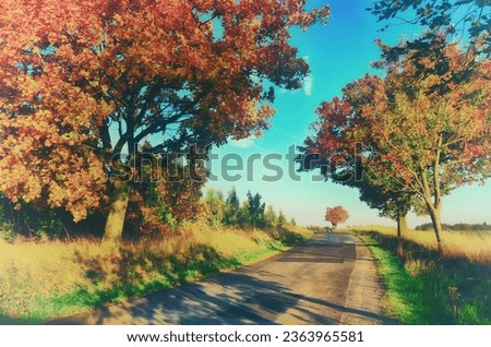 Maple trees with coloured leafs along asphalt road at autumnfall daylight. Countryside landscape, sunlight,blue sky. Czech Republic,Europe. HDR image. 