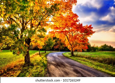 Maple trees with coloured leafs and asphalt road at autumn/fall daylight.Relaxing atmosphere. Countryside landscape, cloudy sky, maple tree 