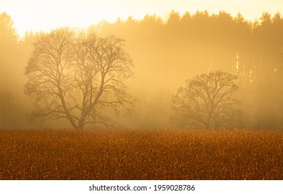 Maple Trees In Golden Haze 