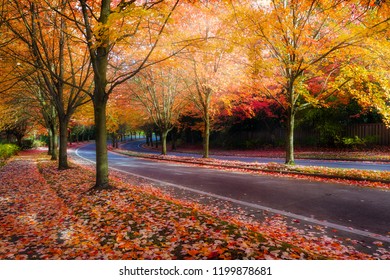 Maple trees lined curvy winding street with fall foliage during autumn season in Oregon