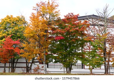 Maple Trees Near Hoshino Resorts OiraseKeiryuHotel, Aomori, Japan.