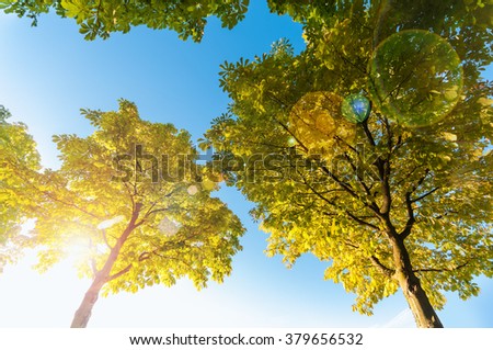 Maple trees in sunlight against blue sky - view from above with lens flare