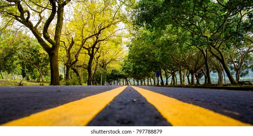 Maple trees taiwan