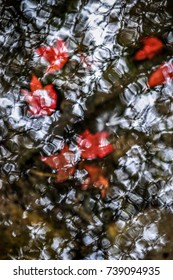 Maple underwater
