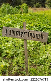 Maple Valley, Washington State, USA. Patch Of Summer Squash With A Hand-painted Sign In A Garden.