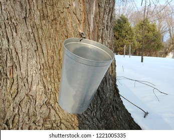 Maple Water Harvest For Making Maple Syrup.  