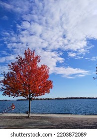 Maple At Waterfront Toronto, Good For Phone Wallpaper