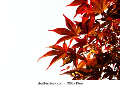 Maple white background