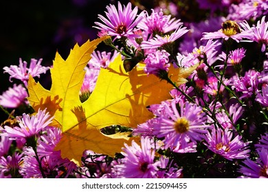 A maple yellow leaf lit by the sun lies on a pink asters flowers