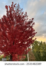 The Mapleleaf is changing because the fall is coming