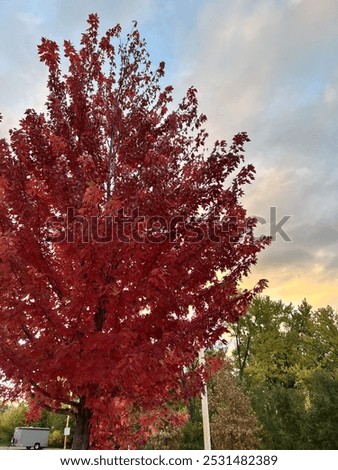 The Mapleleaf is changing because the fall is coming
