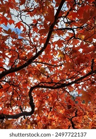Mapleleaf fall branches bright pumpkin 