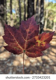 A Mapleleaf in fall colors 
