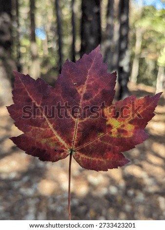 A Mapleleaf in fall colors 