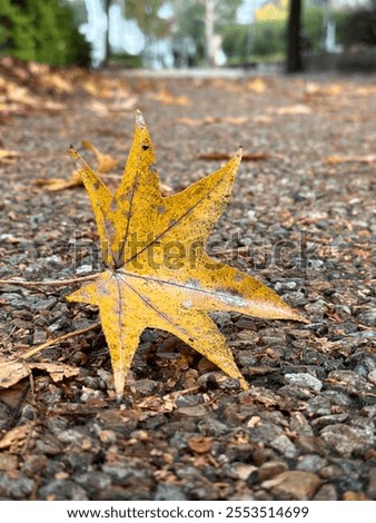 Mapleleaf showing fall colors rests on the coarse pavement of a walkway, entering the final stage of the yearly cycle for perennial leaves.
