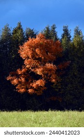A Mapleleaf tree changing leaves colors in autmn 