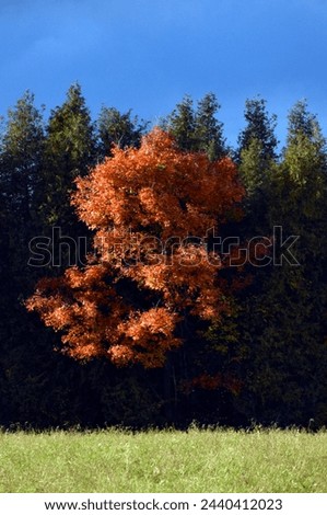 A Mapleleaf tree changing leaves colors in autmn 