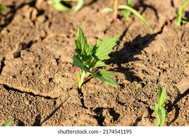 Maple-leaved Goosefoot (Chenopodiastrum Hybridum) Weed Plant In Cultivated Corn Crops Field, Selective Focus