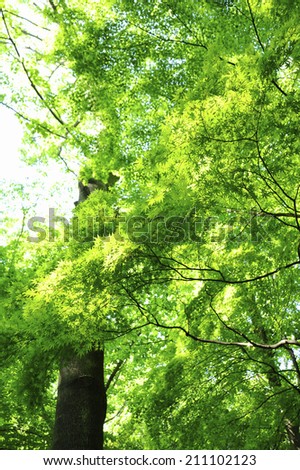 Mapletrees In A Forest