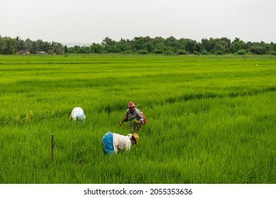 107 Goan Farmer Images, Stock Photos & Vectors | Shutterstock