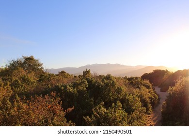 A Maquis Or Macchia Shrubland Biome In The Mediterranean Region