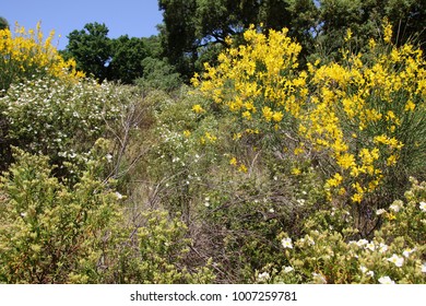 Maquis Shrubland Landscape, Tuscany, Italy, Europe