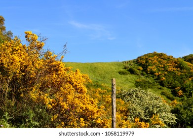 Maquis Shrubland And Wild Nature, Sicily, Italy, Europe