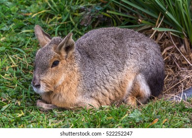 Mara