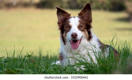 Mara Border Collie Red Merle Herding Dog

