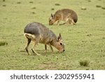 mara or patagonian hare in natural environment pampas plain Argentina