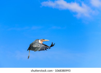 The Marabou Stork