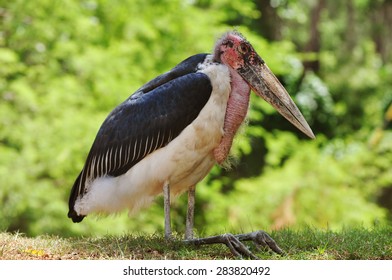 Marabou Stork 