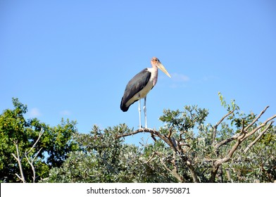 Marabou Stork