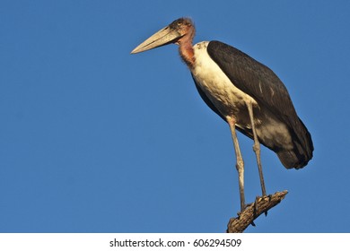 Marabou Stork