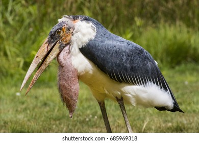 Marabou Stork 