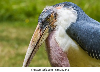 Marabou Stork 