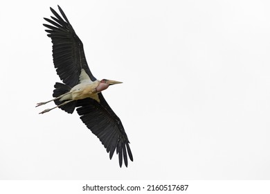 A marabou stork (Leptoptilos crumenifer) in flight