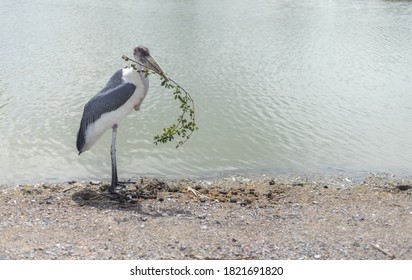 The Marabou Stork (Leptoptilos Crumenifer) Is A Large Wading Bird In The Stork Family Ciconiidae, Standing In The Lake.  Or The Undertaker Bird, It Breeds In Africa South Of The Sahara. Wildlife Photo