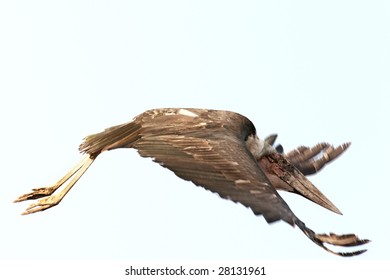 Marabou stork  (Leptoptilos crumeniferus) in flight at  Nakuru Lake National Park, Kenya - Shutterstock ID 28131961