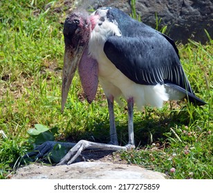 2,417 Ugly Stork Images, Stock Photos & Vectors | Shutterstock