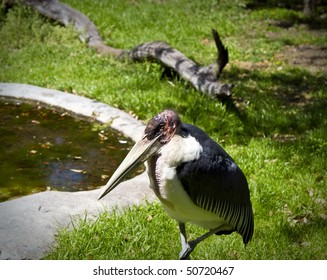 Marabou Stork, (Leptoptilos Crumeniferus) In St. Augustine Alligator Farm Zoological Park.