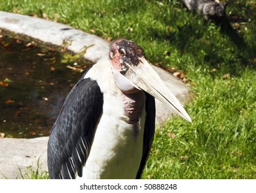 Marabou Stork, (Leptoptilos Crumeniferus) In St. Augustine Alligator Farm Zoological Park.