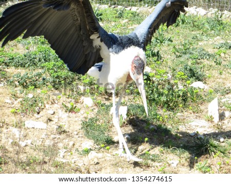 Marabou stork in the zoo