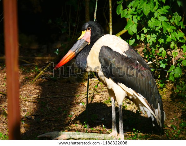 Marabout Gros Oiseau Stock Photo Edit Now 1186322008