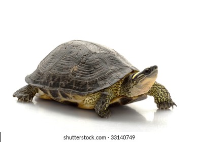 10,168 Wood turtle Images, Stock Photos & Vectors | Shutterstock