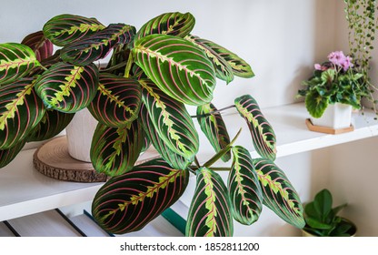 
Maranta Leuconeura Var. Erythroneura 
Aka Herringbone Plant On A Shelf In A Modern Apartment.