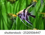 The marble angelfish, an artificially bred form of the common angelfish (Lat. Pterophyllum scalare) against a blurred background of plants and fish. Aquarium fish.